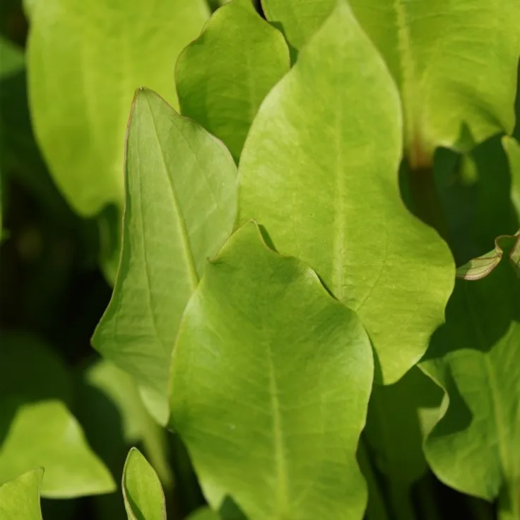 Blumixx Stauden Alisma plantago aquatica - Gewöhnlicher Froschlöffel Standort sonnig - halbschattig Blütenfarbe hellrosa