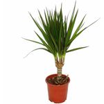 EXOTENHERZ - Drachenbaum - Dracaena marginata - 1 Pflanze - pflegeleichte Zimmerpflanze - Palme