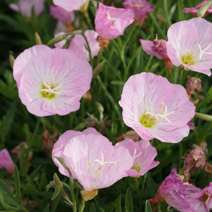 Blumixx Stauden Oenothera speciosa Siskiyou - Nachtkerze