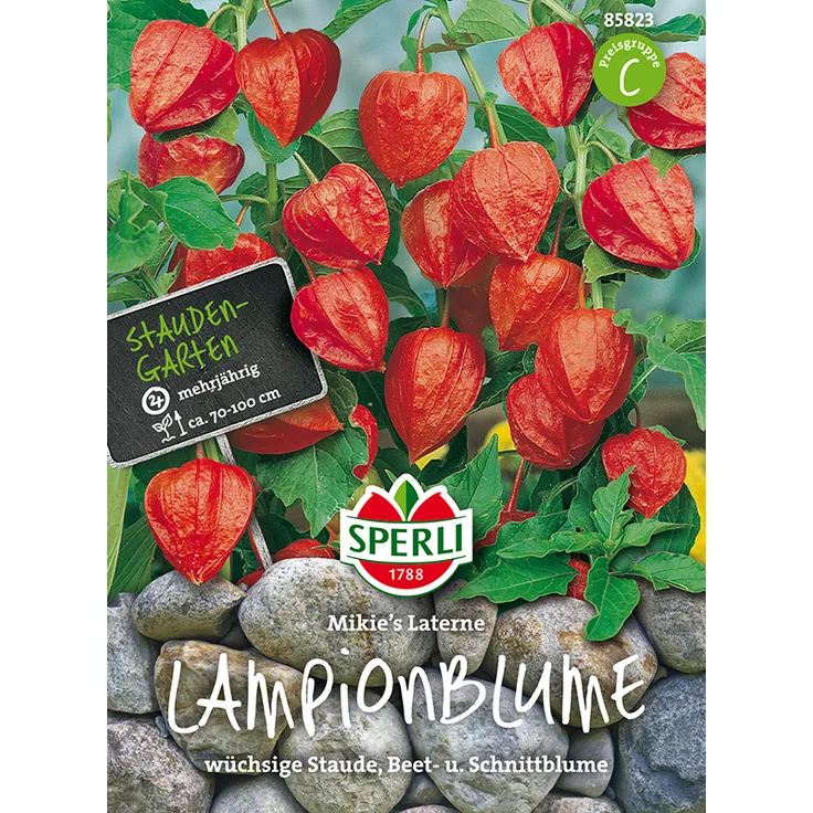 Sperli Lampionblume Mikies Laterne