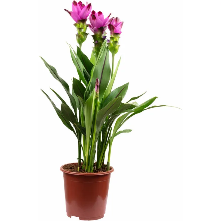 Flowerbox - Kurkuma - Curcuma