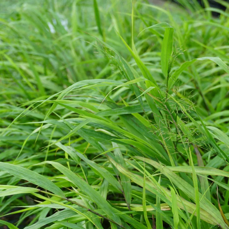 Blumixx Stauden Hakonechloa macra - Japanwaldgras Standort halbschattig Blütenfarbe grünlich