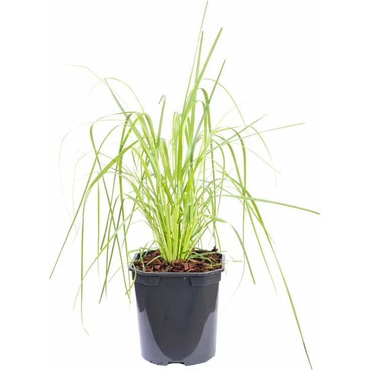 Flowerbox - Pampasgras - Cortaderia selloana 'Pumila' 