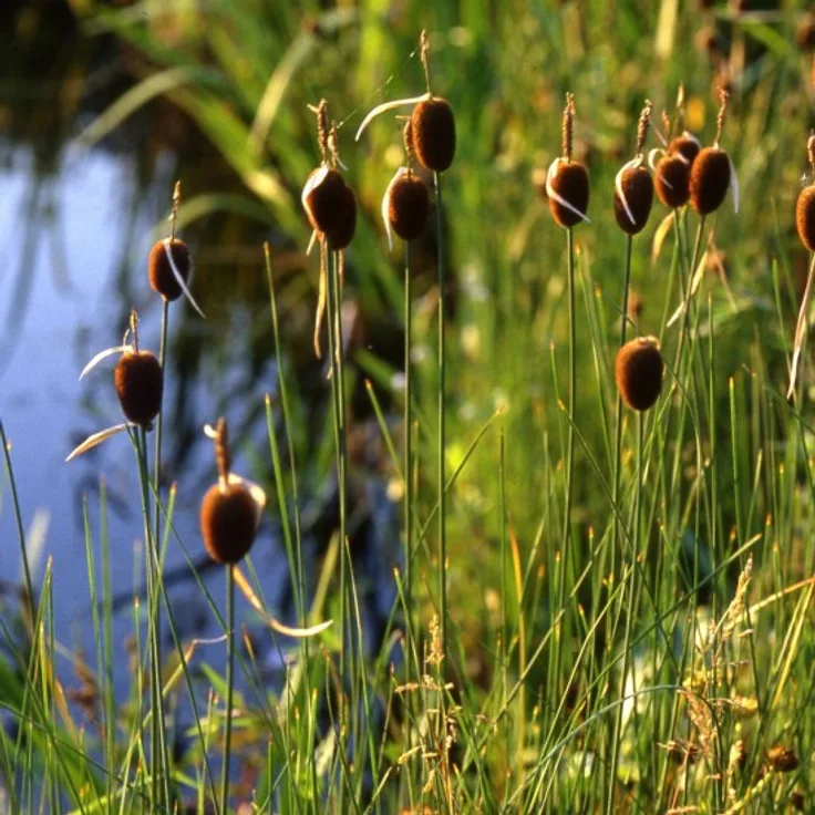 Blumixx Stauden Typha minima - Kleiner Rohrkolben Standort sonnig Blütenfarbe dunkelbraun