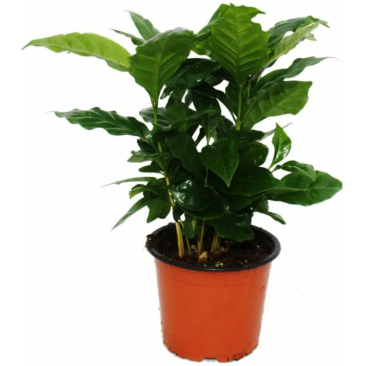 EXOTENHERZ - Kaffee Pflanze (Coffea arabica) 1 Pflanze - Zimmerpflanze
