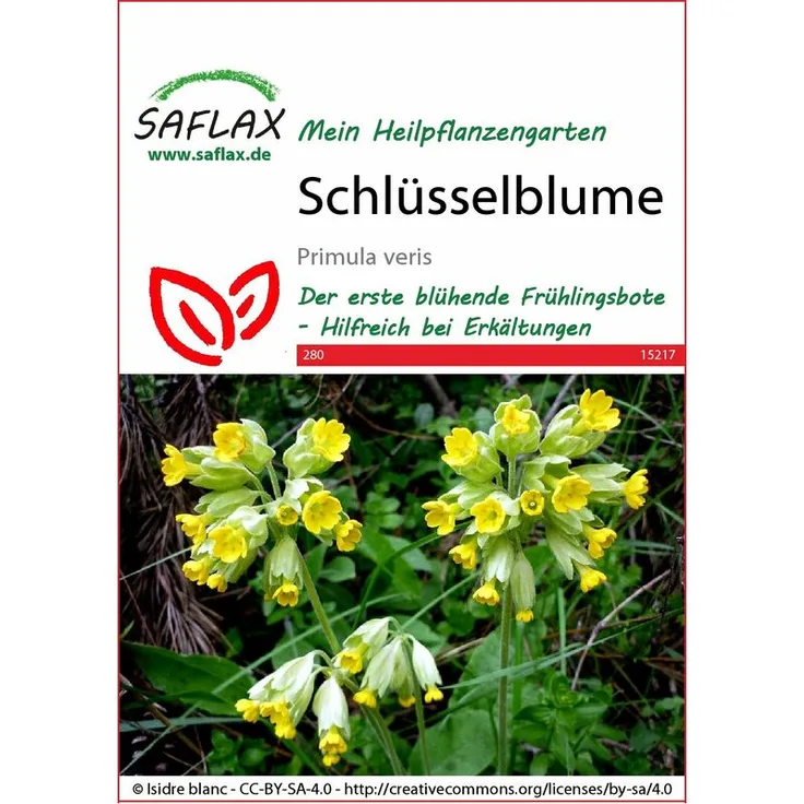 SAFLAX Schlüsselblume | Heilpflanzensamen von Saflax
