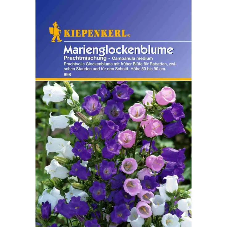 Kiepenkerl Campanula medium Marienglockenblume Prachtmischung