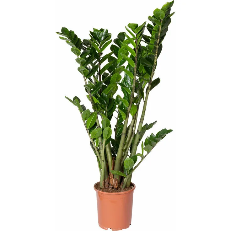 PFLANZEN KÖLLE Glücksfeder, Zamioculcas zamiifolia, Gesamthöhe ca. 70-90 cm