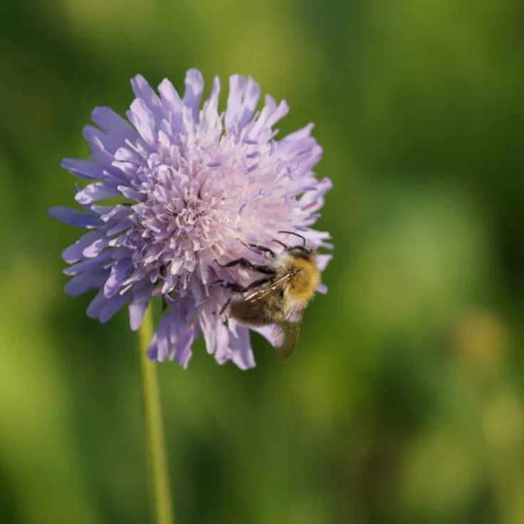 Blumixx Stauden Knautia arvensis - Acker-Witwenblume Standort sonnig Blütenfarbe lilarosa