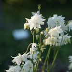 Blumixx Stauden Aquilegia vulgaris plena Green Apple - Akelei Standort sonnig - halbschattig Blütenfarbe weiß