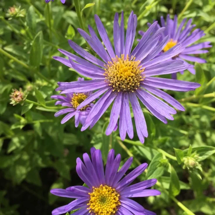 Blumixx Stauden Aster x frikartii Mönch - Sommeraster Standort sonnig Blütenfarbe blauviolett