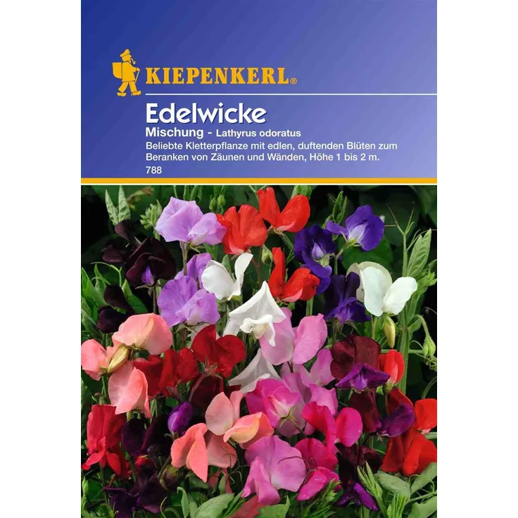 Kiepenkerl Lathyrus odoratus Edelwicken Mischung