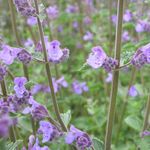 Blumixx Stauden Nepeta x faassenii Walkers Low - Katzenminze Standort sonnig Blütenfarbe violettblau