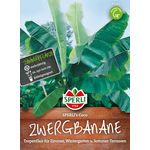 Sperli Zwergbanane Musa velutina SPERLING?s Coco