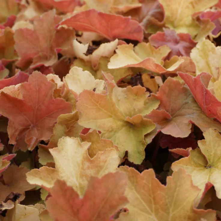 Blumixx Stauden Heuchera villosa Caramel ® - Purpurglöckchen Standort sonnig - halbschattig Blütenfarbe weiß