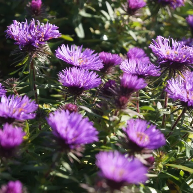 Blumixx Stauden Aster novae-angliae Purple Dome - Raublattaster Standort sonnig Blütenfarbe purpurrot