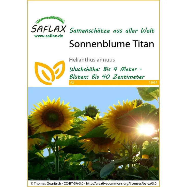 SAFLAX Sonnenblume Titan F1 Sonnenblumensamen von Saflax