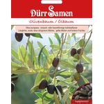 Dürr-Samen Olivenbaum Ölbaum Olea europaea