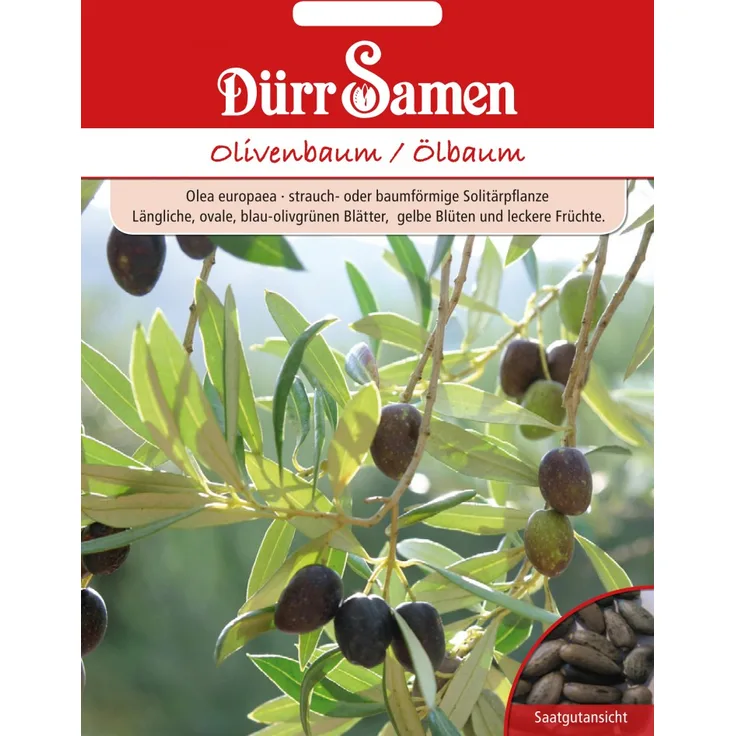 Dürr-Samen Olivenbaum Ölbaum Olea europaea