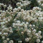 Blumixx Stauden Anaphalis triplinervis Sommerschnee - Perlkörbchen Standort sonnig Blütenfarbe weiß