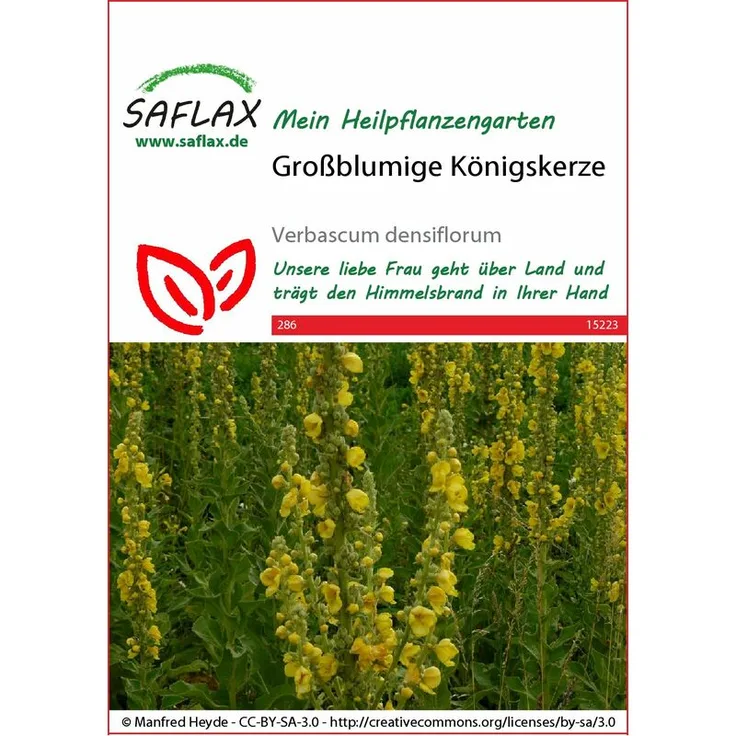 SAFLAX Großblumige Königskerze | Heilpflanzensamen von Saflax