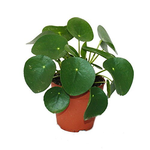 Exotenherz Pilea Peperomioides, Glückstaler Bauchnabelpflanze im 11cm Topf, ca. 15-25 cm hoch, einzigartige Zimmerpflanze aus Südchina
