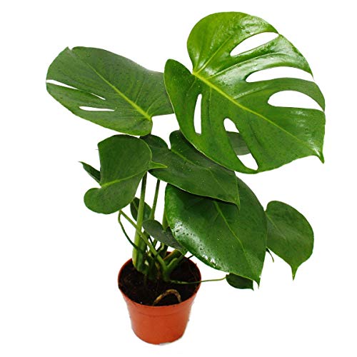 Exotenherz Monstera Deliciosa, Fensterblatt Zimmerpflanze im 12cm Topf, ca. 30-35cm hoch, pflegeleicht und tropisches Flair