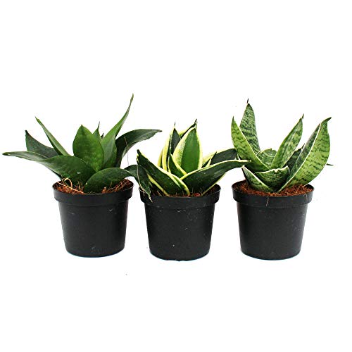 Exotenherz Sansevieria Trifaciata Hahnii, Set mit 3 Pflanzen im 9cm Topf, Pflegeleicht und dekorativ, Bogenhanf Schwiegermutterzunge