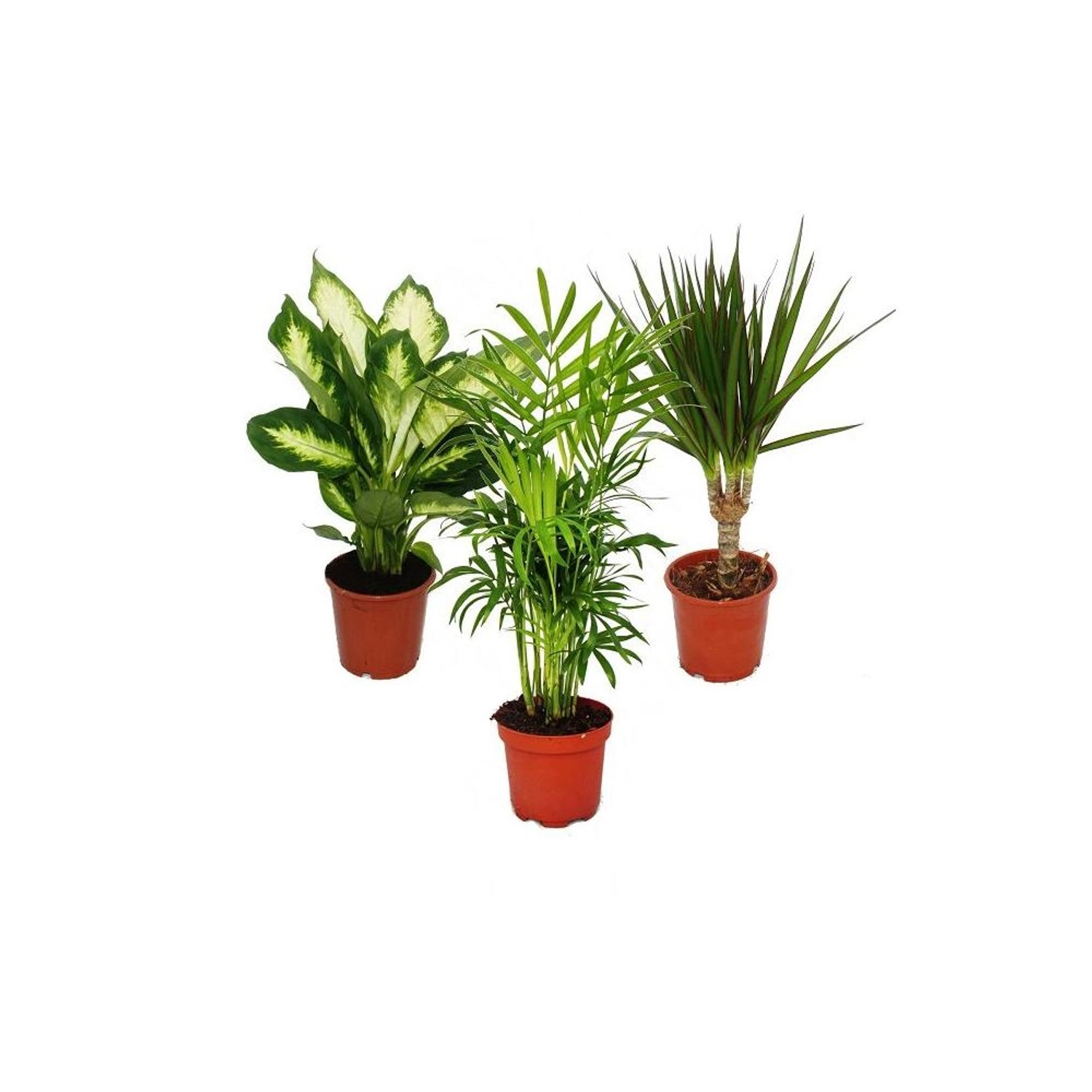 Exotenherz Zimmerpflanzen Mix II, 3er Set mit Dieffenbachia, Chamaedorea und Dracena Marginata, Pflegeleicht, Topfgröße 10-12 cm, Gesamthöhe ca. 40-45 cm