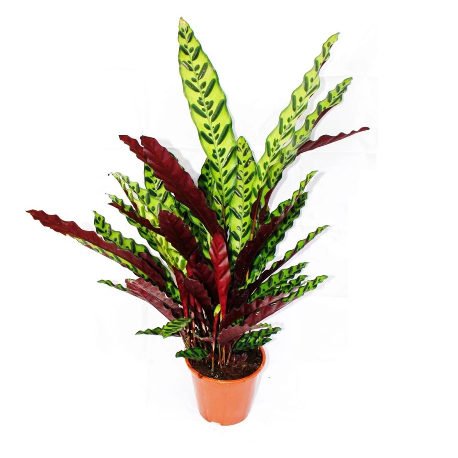 Exotenherz Calathea Lancifolia, XXL-Schattenpflanze mit Ausgefallenem Blattmuster, 17cm Topf, ca. 60-70cm hoch
