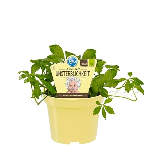 Exotenherz Kraut der Unsterblichkeit, Bio Gynostemma Pentaphyllum Kräuterpflanze, 12cm Topf, winterhart, für Teezubereitung geeignet