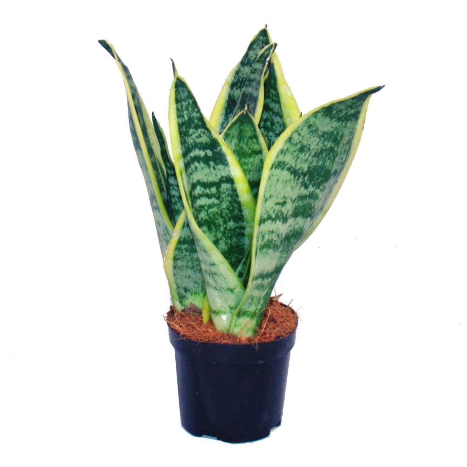 Exotenherz Sansevieria Trifasciata, Gelbgrüner Bogenhanf im 9cm Topf, pflegeleichte Zimmerpflanze für Innenräume