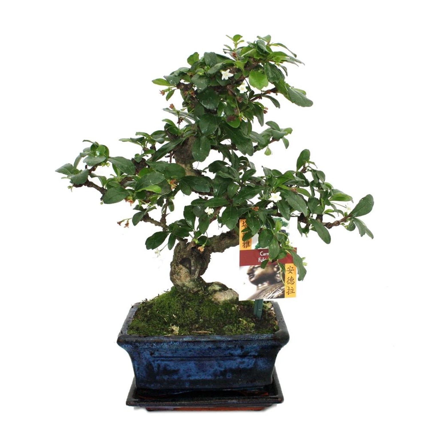 Exotenherz Bonsai Fukientee Carmona Microphylla, 6 Jahre alt, ca. 22 cm hoch mit handgefertigter Schale, weiß-blühend