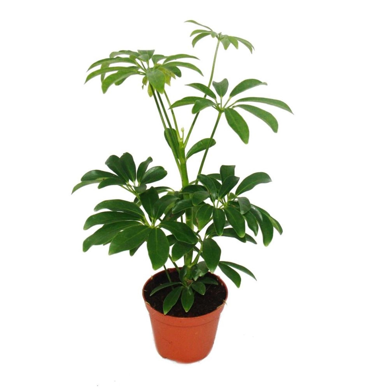 Exotenherz Strahlenaralie Schefflera, Zimmerpflanze im 9cm Topf, ca. 25cm hoch