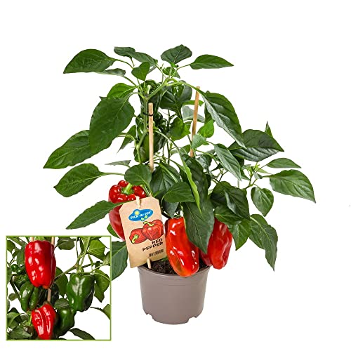 Exotenherz Paprikapflanze Pick&Joy® Red Pepper, 14cm Topf mit roten ...