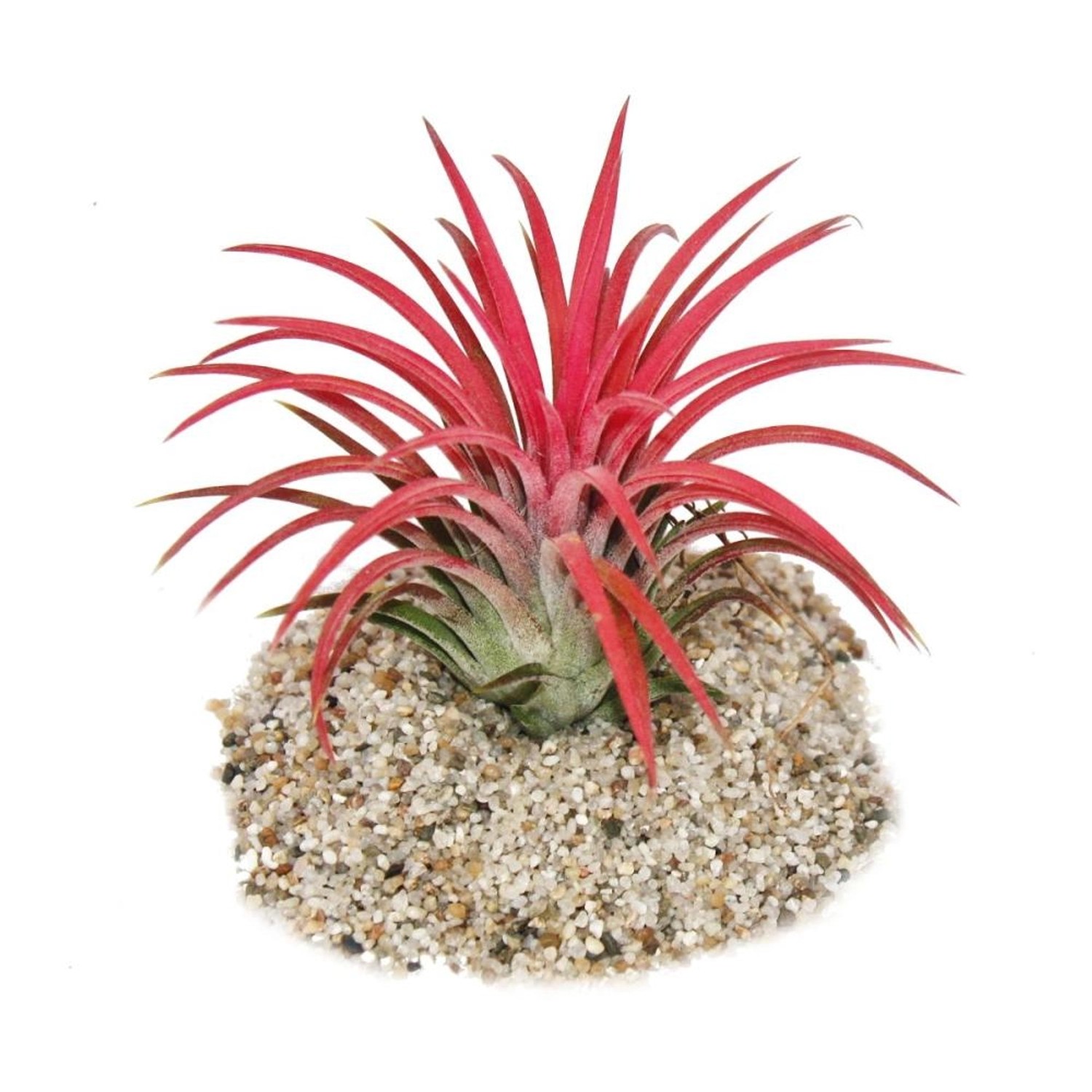 Exotenherz Tillandsia Ionantha Fire, Zimmerpflanze mit intensiver roter Farbe, 8-10 cm Höhe