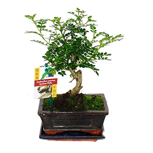 Exotenherz Bonsai Szechuan-Pfeffer Zanthoxylum Piperitum, ca. 6 Jahre, Kugelform, Gesamthöhe 20-25 cm, scharfer Citrus-Duft, inklusive Untersetzer