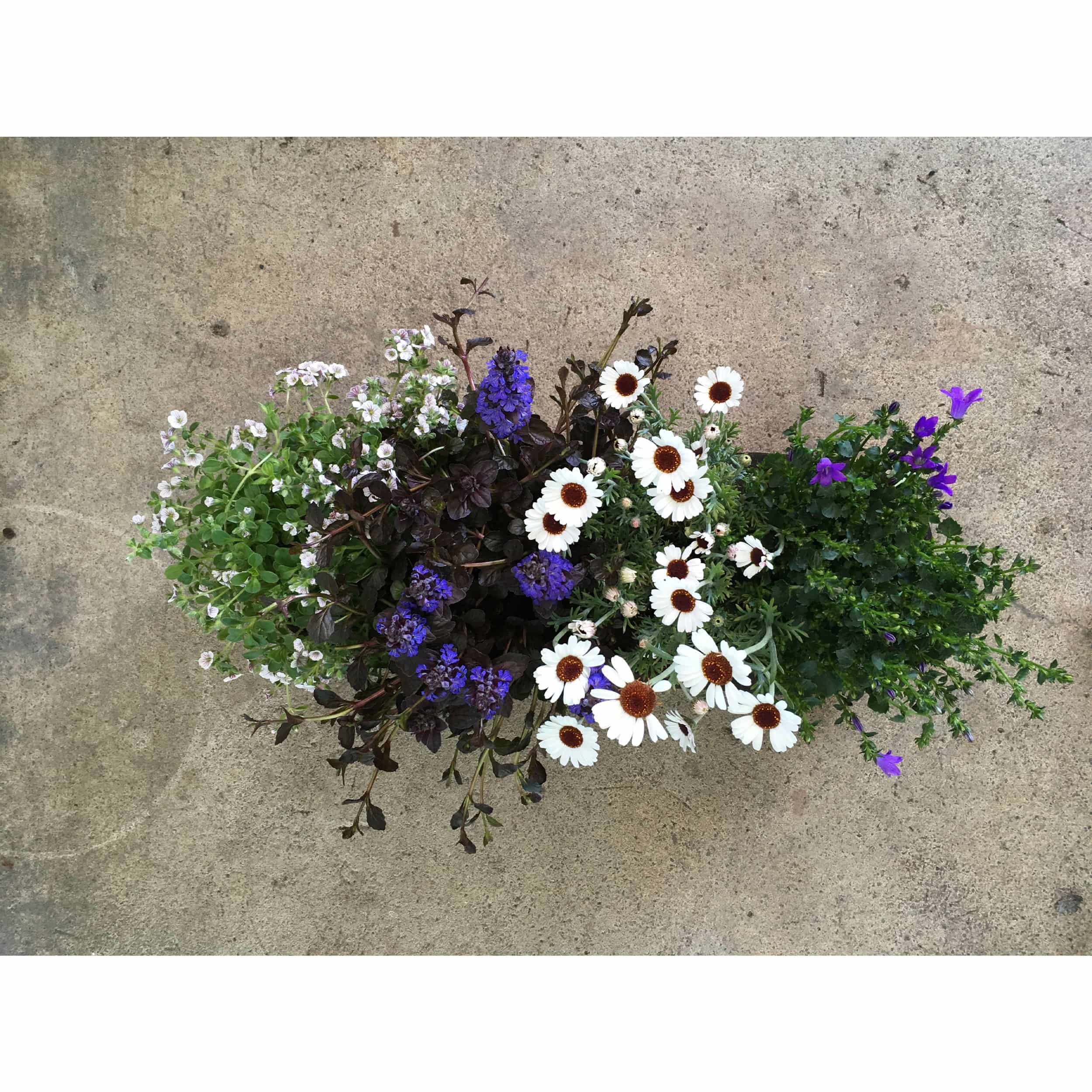 Blumixx Bags Frühlings-Bienenblumen 50 cm Überraschung Halbschatten