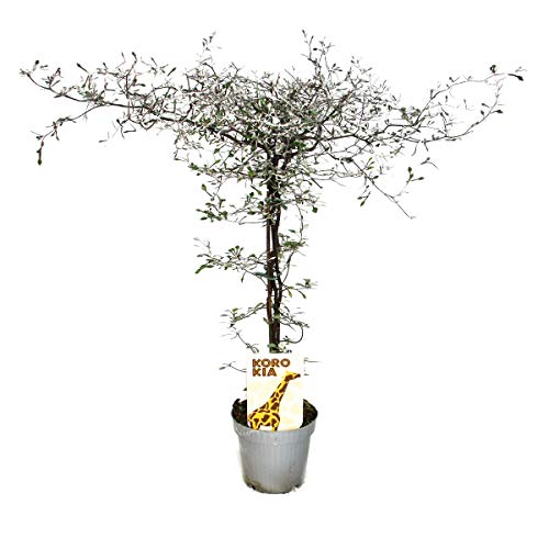Exotenherz Corokia Cotoneaster Zickzackstrauch Schnurbaum, dekorative Zimmerpflanze mit silbernem Blattwerk, Topfgröße ca. 12cm, Gesamthöhe ca. 40-50cm