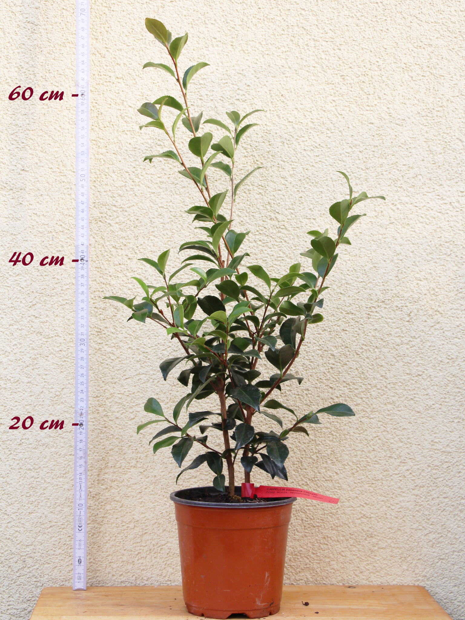 Oleanderhof Kamelie ''Weroona'' - Camellia sasanqua - 3 bis 4-jährige Pflanze