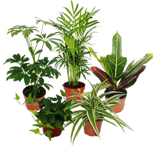 Exotenherz Großes Zimmerpflanzen Set mit 5 Pflanzen, 9cm Töpfe, inkl. Chamaedorea, Croton, Schefflera, Chlorophytum, Hedera, ca. 20-30cm Höhe