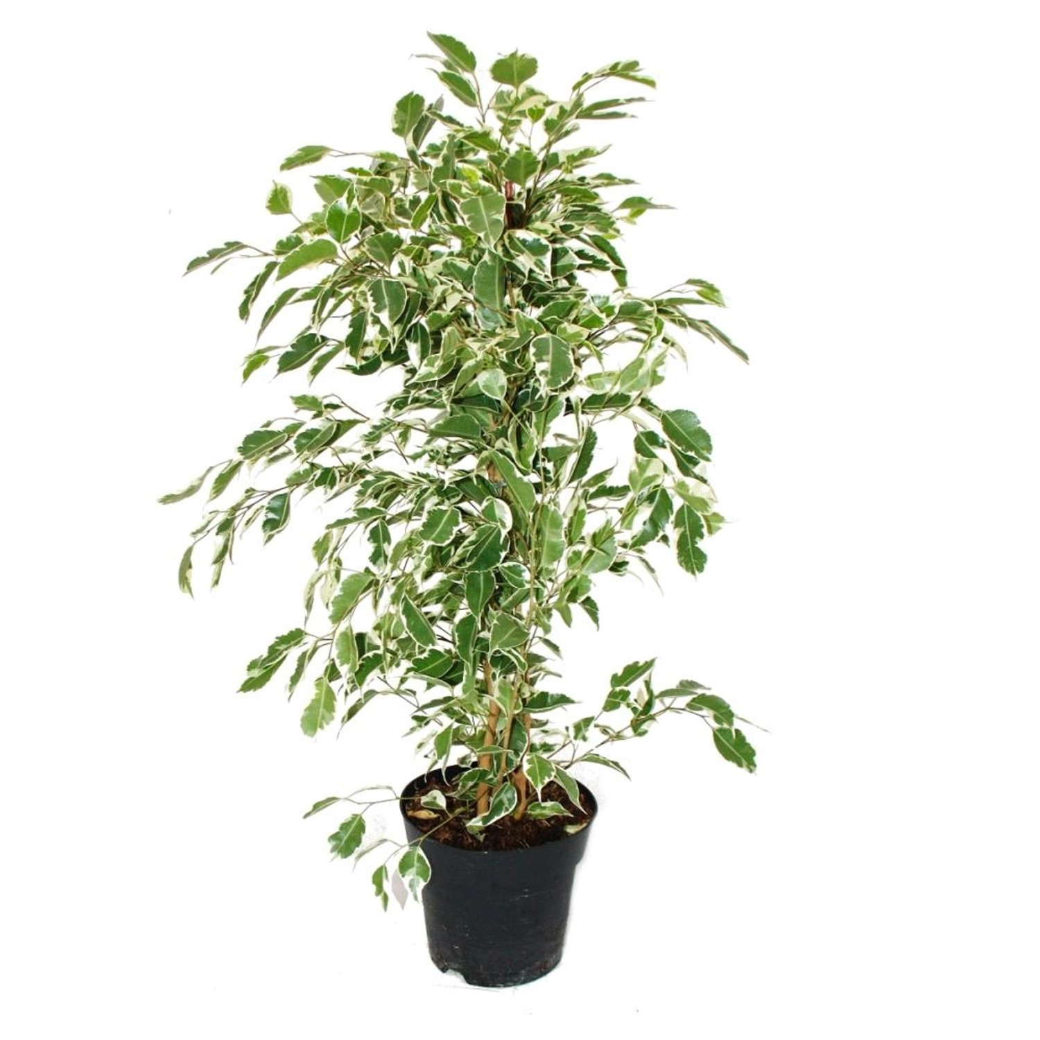 Exotenherz Ficus Benjamini Twighlight, Zimmerpflanze im 17cm Topf, cremeweiss-grüne Blätter, pflegeleicht, Höhe 60-70cm