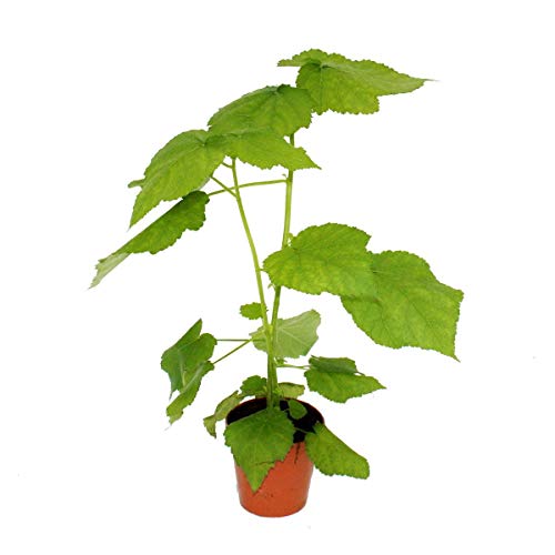 Exotenherz Zimmerlinde Sparmannia Africana, 17cm Topf, immergrün mit weißer Blüte, Höhe 40-50cm