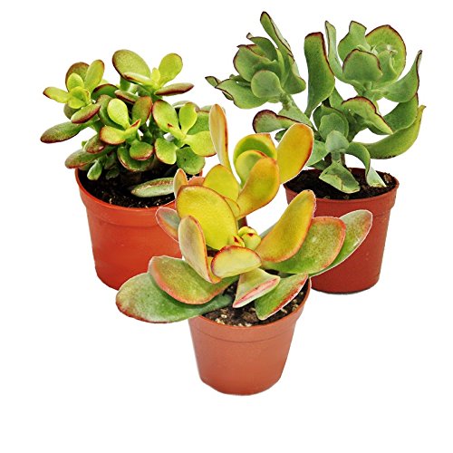 Exotenherz Geldbaum-Set, 3 verschiedene Crassula-Arten im 5,5cm Topf, überlebensfähige Pflanzen zum Wasserspeichern