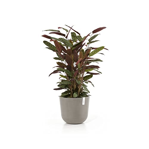 Ecopots Decolines 35 cm Ø Taupe Kunststoff-Blumentöpfe | Wetterfeste Blumentöpfe für Balkon und Terrasse