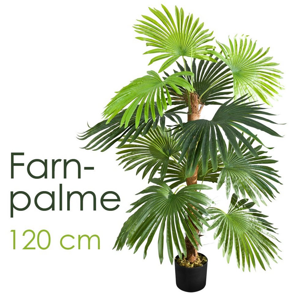 licht monstera Monstera Lime Light