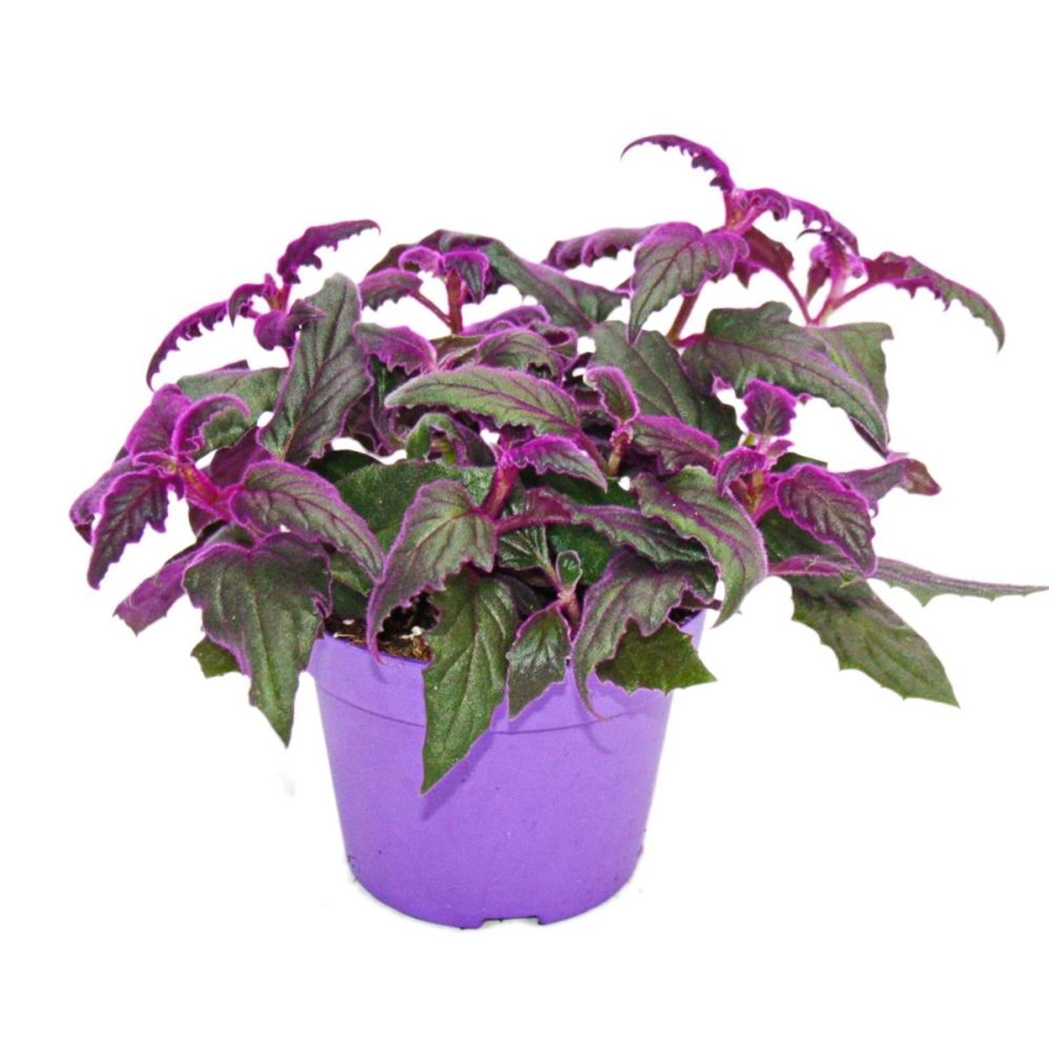 Exotenherz Gynura Purple Passion, Samtblatt Samtnessel, Lilafarbene Zimmerpflanze 12cm, pflegeleicht