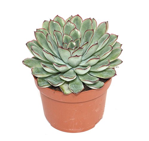 Exotenherz Echeveria Pulidonis, große Pflanze im 12cm Topf, ca. 15-20cm hoch, pflegeleicht, ideal für helle Standorte
