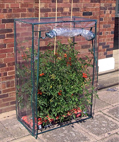 Tomatengewächshaus Tomaten Gewächshaus Frühbeet Treibhaus