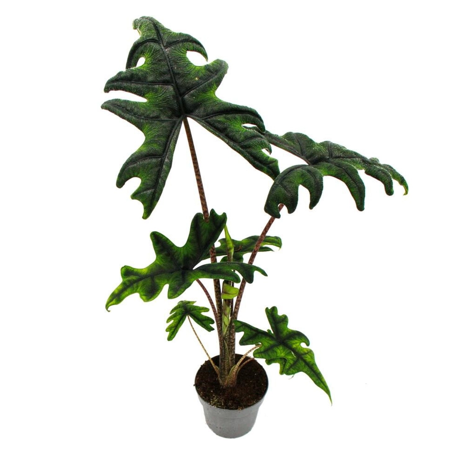 Exotenherz Alocasia Tandurusa Jacklin, tropische Zimmerpflanze mit pfeilförmigen Blättern, 12cm Topf, Höhe 40-50cm